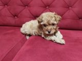 Red-Apricot-Siyah Toy Poodle Yavrularımız Yeni Ailelerini Bekliyor