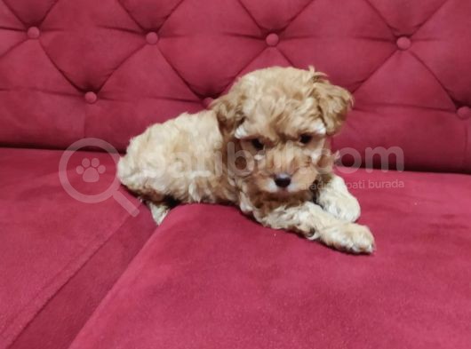Red-Apricot-Siyah Toy Poodle Yavrularımız Yeni Ailelerini Bekliyor görsel