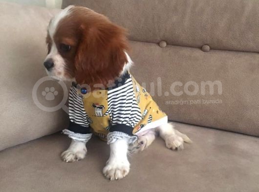 Cavalier King Bebeklerimiz Ailelerini Bekliyor görsel