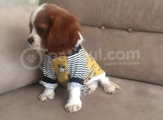 Cavalier King Bebeklerimiz Ailelerini Bekliyor