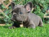 French Bulldog Yavruları