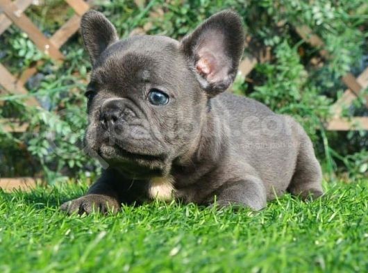 French Bulldog Yavruları görsel
