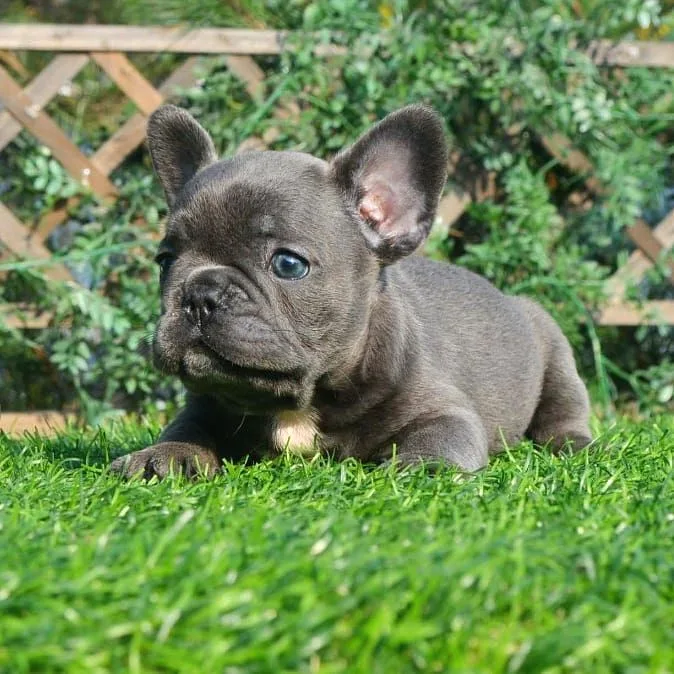 French Bulldog Yavruları