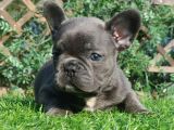 French Bulldog Yavruları