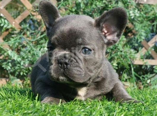 French Bulldog Yavruları görsel