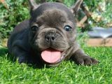French Bulldog Yavruları