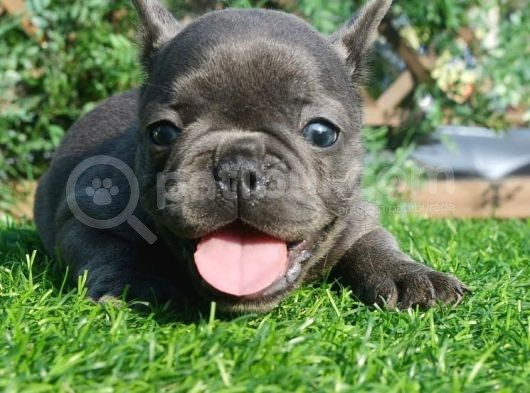 French Bulldog Yavruları görsel