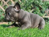 French Bulldog Yavruları