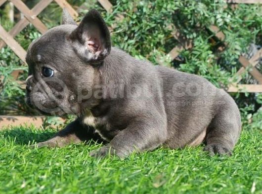 French Bulldog Yavruları görsel