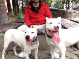 Irk Garantili Dogo Argentino