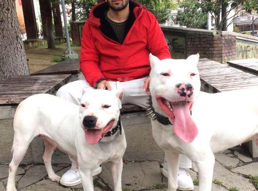 Irk Garantili Dogo Argentino görsel