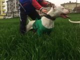 Irk Garantili Dogo Argentino