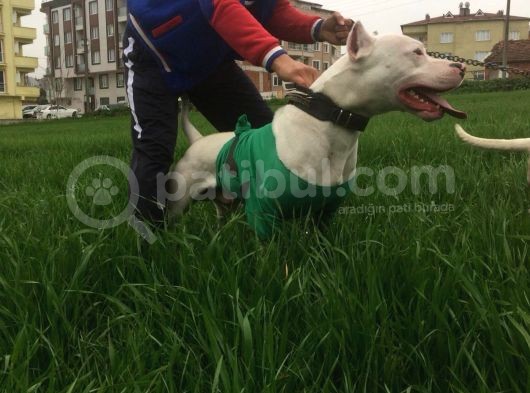 Irk Garantili Dogo Argentino görsel