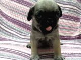Pug Bebekler