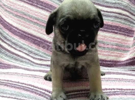 Pug Bebekler görsel