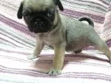 Pug Bebekler