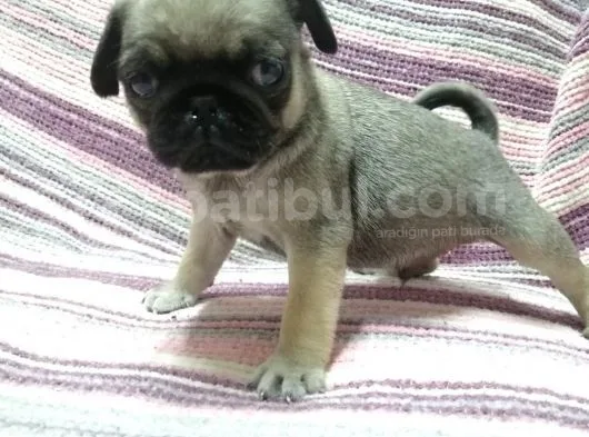 Pug Bebekler