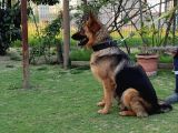 K9 Yavrular