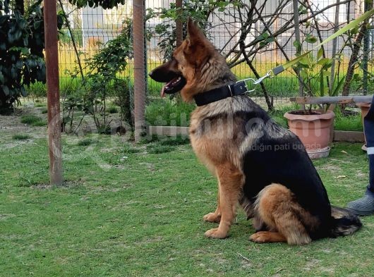 K9 Yavrular görsel