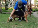 K9 Yavrular