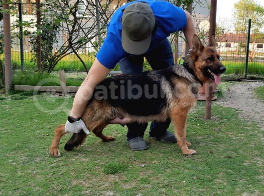 K9 Yavrular görsel