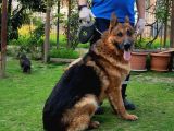 K9 Yavrular
