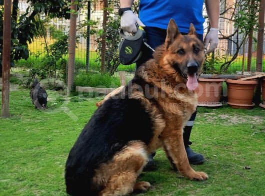 K9 Yavrular görsel