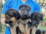 K9 Yavrular