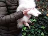 Aşılı Karneli Mikrocipli Pasaportlu Pomeranian Boo