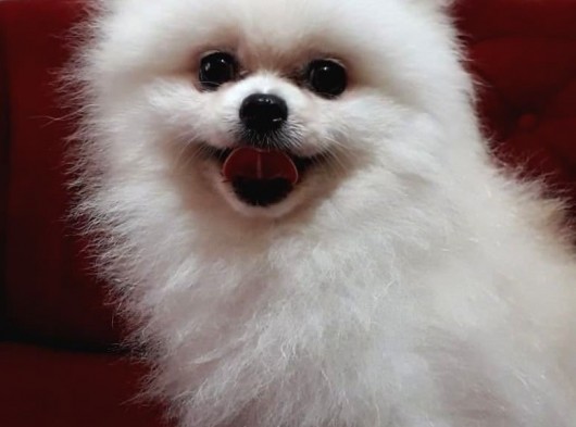 Aşılı Karneli Mikrocipli Pasaportlu Pomeranian Boo görsel