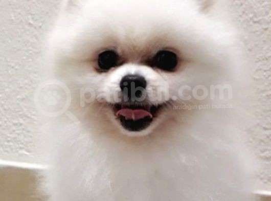 Aşılı Karneli Mikrocipli Pasaportlu Pomeranian Boo görsel