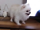 Aşılı Karneli Mikrocipli Pasaportlu Pomeranian Boo
