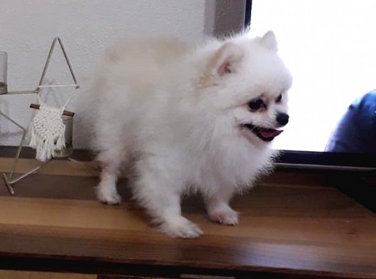 Aşılı Karneli Mikrocipli Pasaportlu Pomeranian Boo görsel