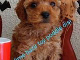 Toy Poddle Bebek