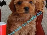 Toy Poddle Bebek