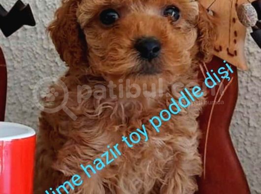 Toy Poddle Bebek görsel