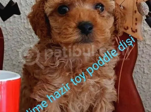 Toy Poddle Bebek