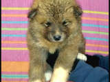 Scr Li Akita Yavrularımız