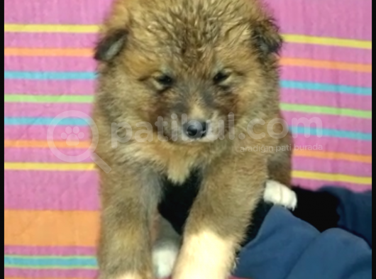 Scr Li Akita Yavrularımız görsel