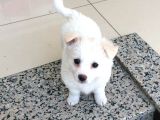Nur Pet House Rus Finosu