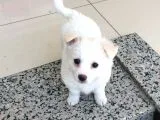 Nur Pet House Rus Finosu