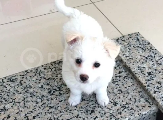 Nur Pet House Rus Finosu