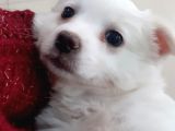 Nur Pet House Rus Finosu