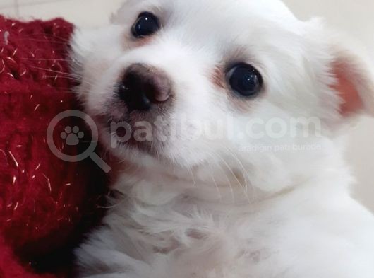 Nur Pet House Rus Finosu görsel