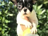 French Bulldog Yavruları