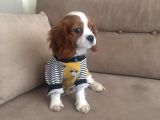 Cavalier King Bebeklerimiz Ailelerini Bekliyor