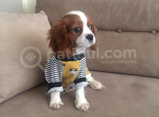 Cavalier King Bebeklerimiz Ailelerini Bekliyor görsel