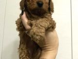 Red-Apricot-Siyah Toy Poodle Yavrularımız Yeni Ailelerini Bekliyor