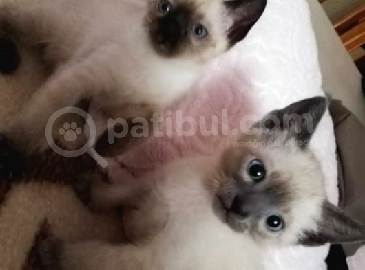 Safkan Siyam Bebeklerimiz Yeni Ailelerini Bekliyor görsel