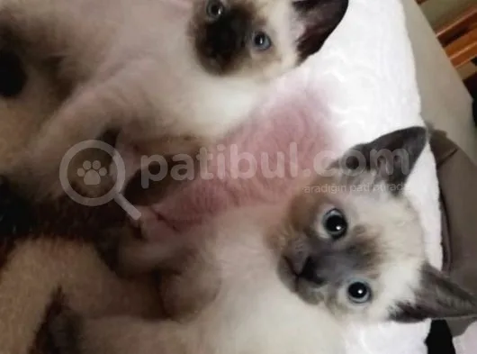 Safkan Siyam Bebeklerimiz Yeni Ailelerini Bekliyor